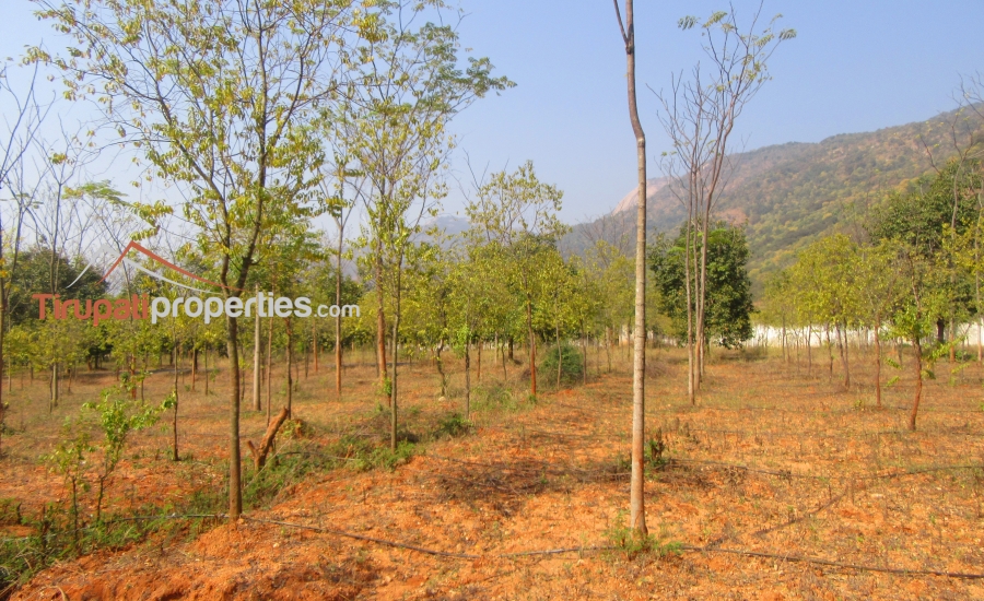 #FarmLands With #Sandalwood Plantation #PlotsforSale Near Ithepalli - Benguluru Highway, #Tirupati
